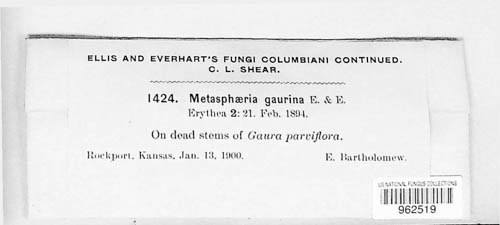 Metasphaeria gaurina image